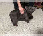 Small #1 French Bulldog