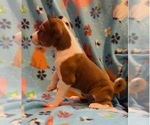 Small #10 Basenji