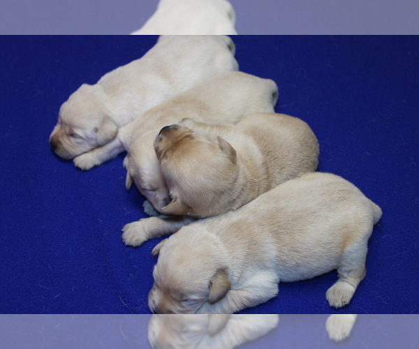 Medium Photo #7 Labrador Retriever Puppy For Sale in BARDSTOWN, KY, USA