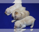 Small #6 Labrador Retriever