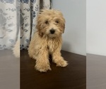 Small #57 Cavapoo-Poodle (Miniature) Mix