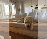 Small #6 Anatolian Shepherd-Great Pyrenees Mix