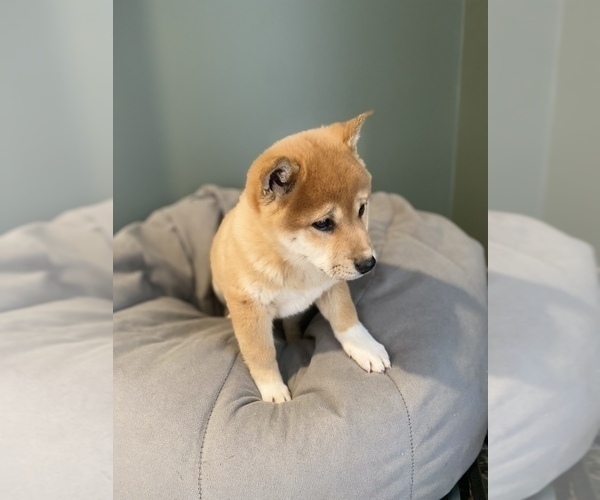 Medium Photo #4 Shiba Inu Puppy For Sale in MONETT, MO, USA