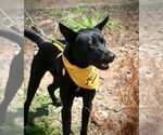 Small #6 Labrador Retriever Mix