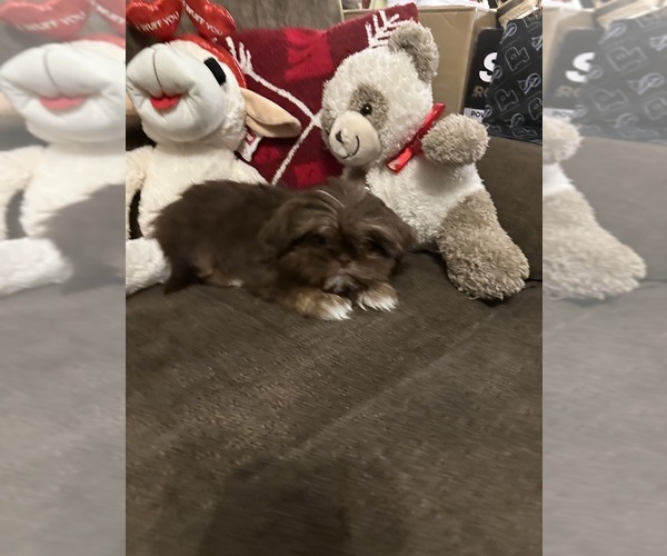 Medium Photo #2 Shih Tzu Puppy For Sale in MADISON, NC, USA