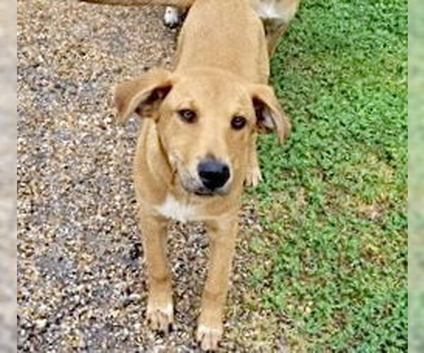 Medium Photo #2 Labrador Retriever-Unknown Mix Puppy For Sale in Houston, TX, USA