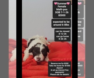 Maltipoo (Toy) Puppy for sale in TUCSON, AZ, USA