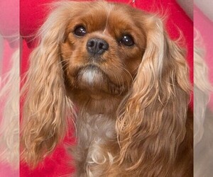 Mother of the Cavalier King Charles Spaniel puppies born on 12/23/2021