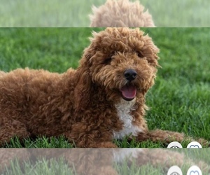 Father of the Goldendoodle (Miniature) puppies born on 11/27/2024