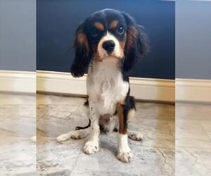 Cavalier King Charles Spaniel Puppy for sale in EDWARDSBURG, MI, USA