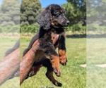 Small #2 Bernedoodle (Miniature)