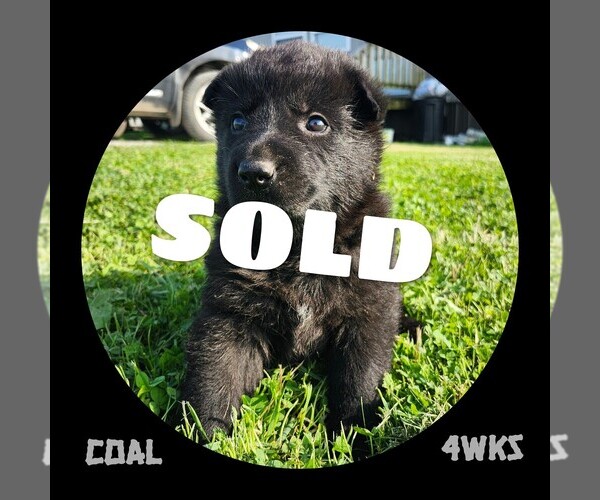 Medium Photo #4 German Shepherd Dog Puppy For Sale in BROOKFIELD, MO, USA