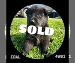 Small #3 German Shepherd Dog