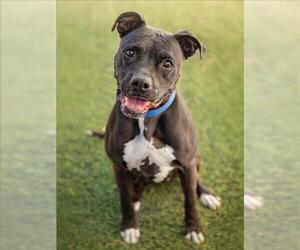 Medium American Pit Bull Terrier Mix