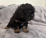 Small #3 Bernedoodle-French Bulldog Mix