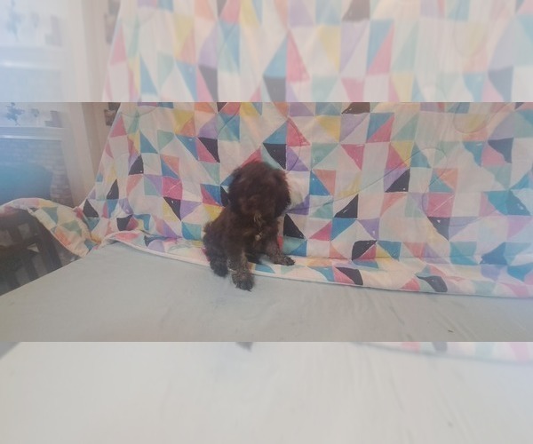 Medium Photo #3 Cocker Spaniel Puppy For Sale in WINDERMERE, FL, USA