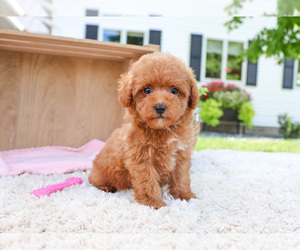 Poodle (Miniature) Puppy for sale in SYRACUSE, IN, USA