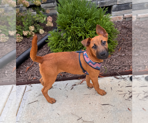 Medium Photo #3 Labrador Retriever-Unknown Mix Puppy For Sale in Holly Springs, NC, USA