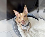 Small #2 Pembroke Welsh Corgi-Staffordshire Bull Terrier Mix