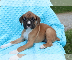 Boxer Puppy for sale in SHILOH, OH, USA