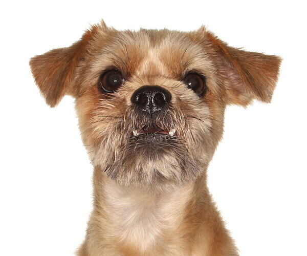 Medium Photo #1 Shih Tzu-Unknown Mix Puppy For Sale in Oakland Park, FL, USA