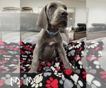 Puppy Turquoise Great Dane