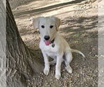 Small #3 Golden Pyrenees