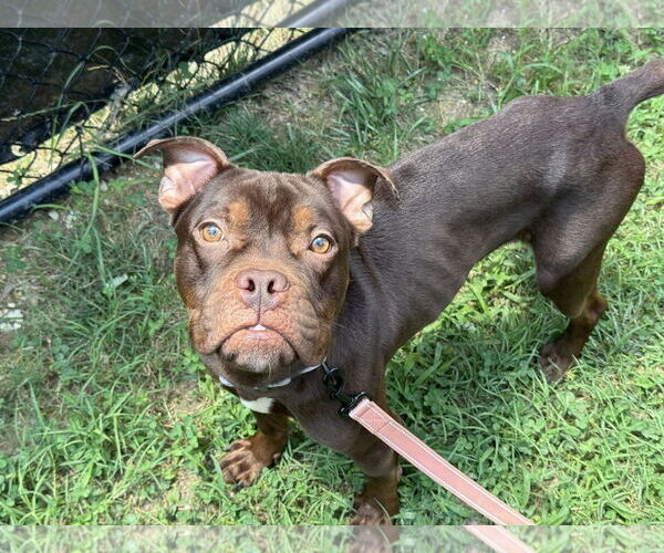 Medium Photo #2 Bullboxer Pit Puppy For Sale in Millersville, MD, USA