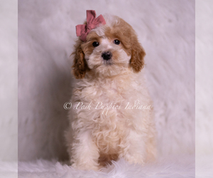 Medium Goldendoodle (Miniature)