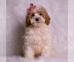 Puppy Bambina Goldendoodle (Miniature)