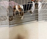 Small #2 Beagle