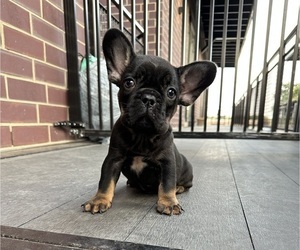 French Bulldog Puppy for sale in RIVER GROVE, IL, USA