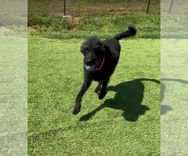 Medium Photo #2 Labradoodle Puppy For Sale in Harrison, AR, USA