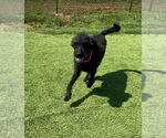 Small #1 Labradoodle