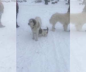 Mother of the Great Pyrenees puppies born on 10/28/2025