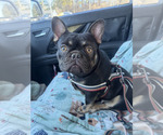 Small Photo #1 French Bulldog Puppy For Sale in LAWRENCEVILLE, GA, USA