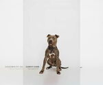 Small #9 American Pit Bull Terrier
