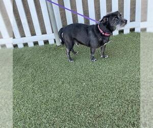 Norfolk Terrier-Unknown Mix Dogs for adoption in Modesto, CA, USA