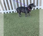 A614833 - Male Norfolk Terrier-Unknown Mix Dog for Adoption - Small photo