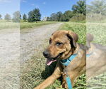 Small German Shepherd Dog Mix