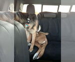 Small #1 German Shepherd Dog