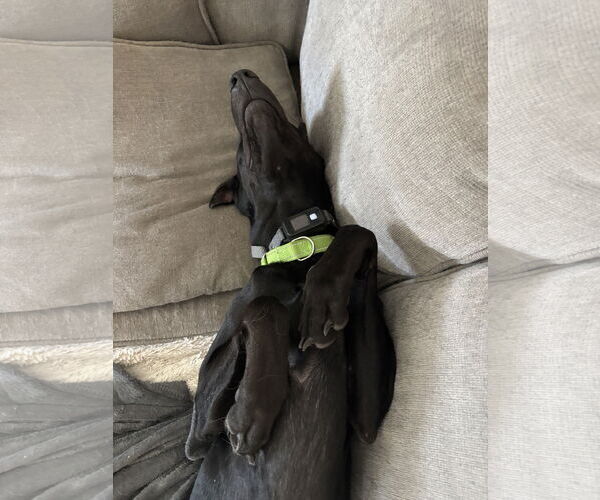 Medium Photo #6 Doberman Pinscher Puppy For Sale in Minneaoplis, MN, USA