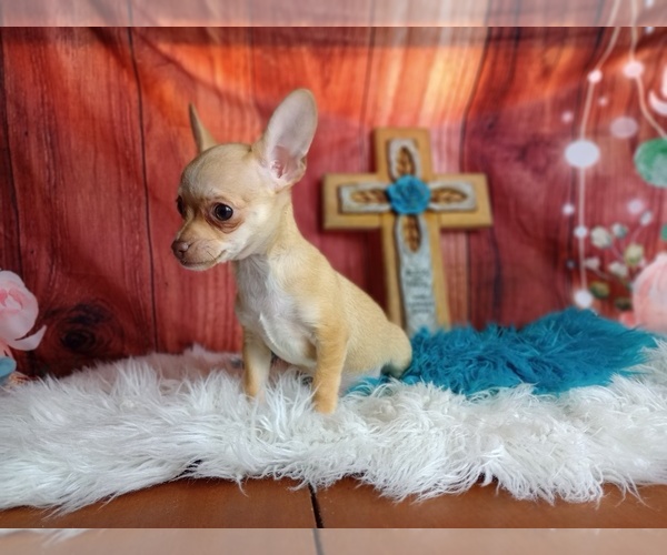 Medium Photo #2 Chihuahua Puppy For Sale in CARTHAGE, TX, USA