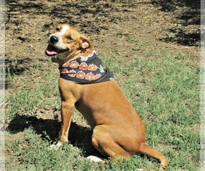 Cinnamon - Female Catahoula Leopard Dog-Unknown Mix Dog for Adoption - Photo #4