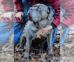 Small Photo #1  Puppy For Sale in , 