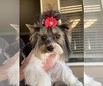 Small Photo #1 Biewer Terrier Puppy For Sale in RNCHO CORDOVA, CA, USA