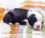 Puppy Sedona Sheepadoodle