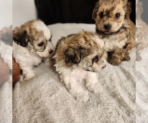 Maltipoo Puppy for sale in FORT WASHINGTON, MD, USA