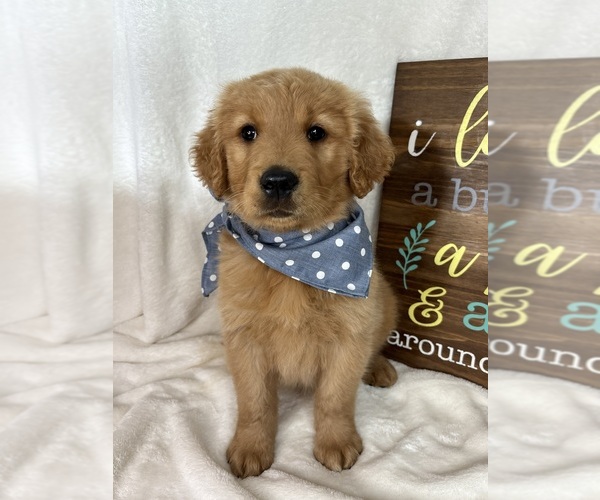 Medium Photo #3 Golden Retriever Puppy For Sale in GREENFIELD, IN, USA