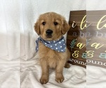 Small #2 Golden Retriever